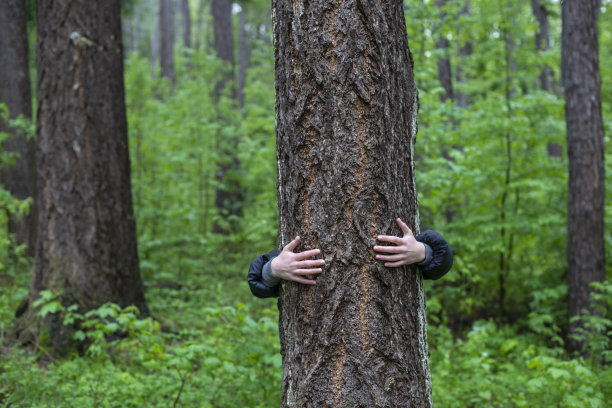 森林中躲在树后面的人图片下载
