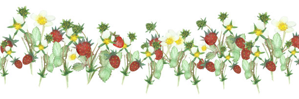 水彩手绘自然森林横幅线，以红色的野草莓、白色的花朵和树枝上的绿叶构成白色的背景为设计元素图片下载