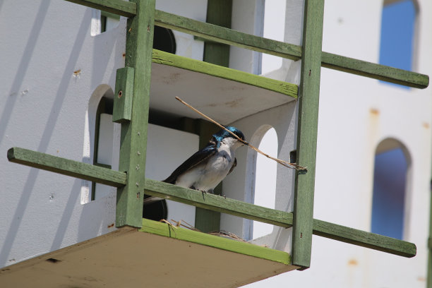 蓝白燕子筑巢图片下载