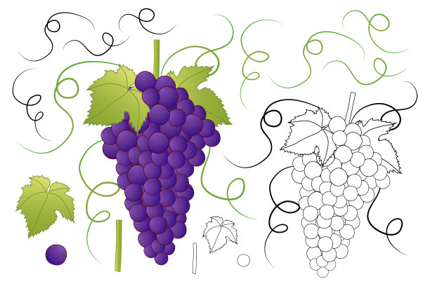 红紫葡萄和轮廓孤立在白色的背景。向量Illusttration。图片下载