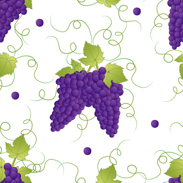 白色背景上的紫葡萄。矢量插图。图片下载