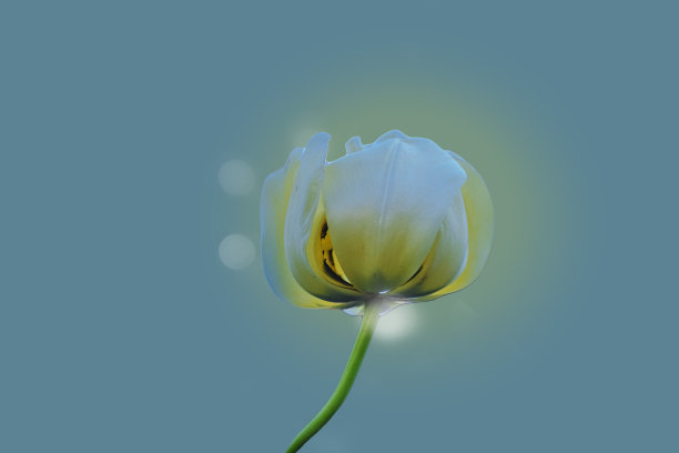 白色郁金香花和虚掩在浅蓝色背景与复制空间。图片下载