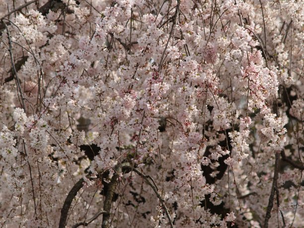 粉红色和白色哭泣的樱花图片下载