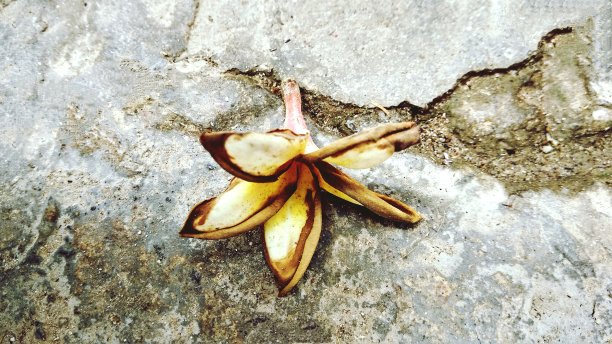 碎干花地面概念图片下载