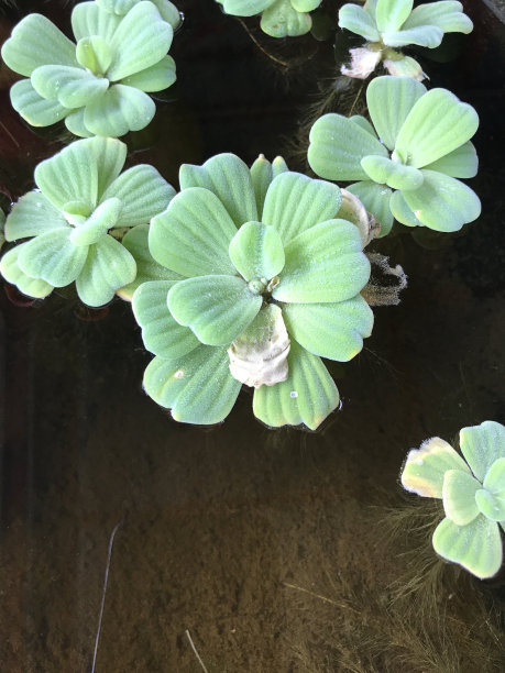 水白菜，水莴苣，尼罗河白菜，贝壳花。图片下载