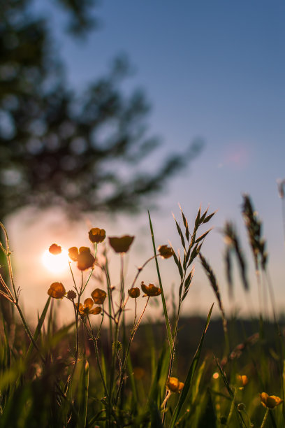 灌木与阳光图片下载