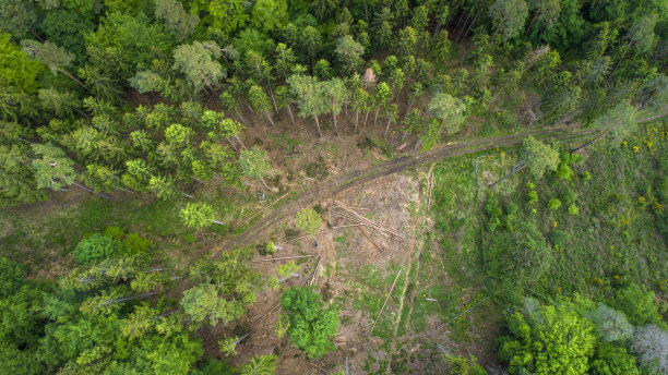 砍伐树木-风暴破坏，鸟瞰图图片下载