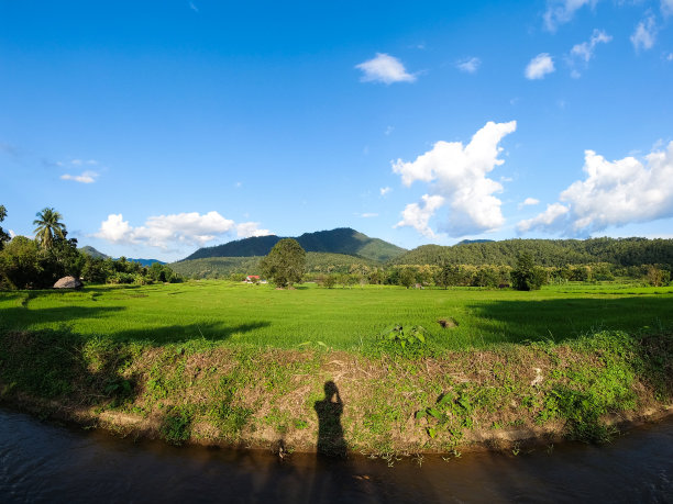 稻田绿油油，天空湛蓝图片下载