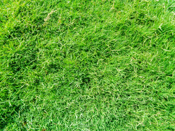 特写的绿色草地纹理背景图片下载