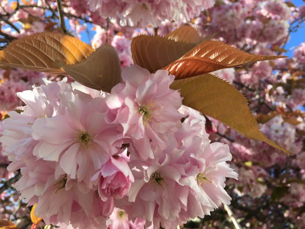 樱花对铜叶图片下载