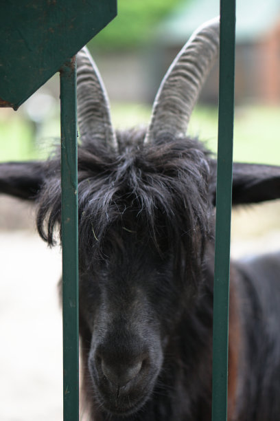 篱笆后面的绵羊和山羊在吃东西。农场主题饲养动物。股票工业主题图片下载