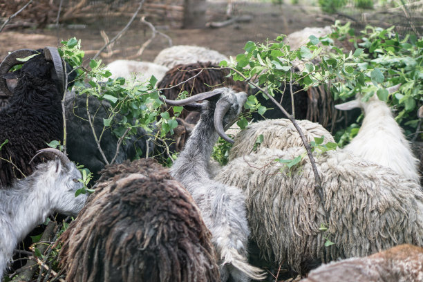 篱笆后面的绵羊和山羊在吃东西。农场主题饲养动物。股票工业主题图片下载