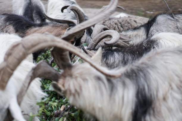 篱笆后面的绵羊和山羊在吃东西。农场主题饲养动物。股票工业主题图片下载