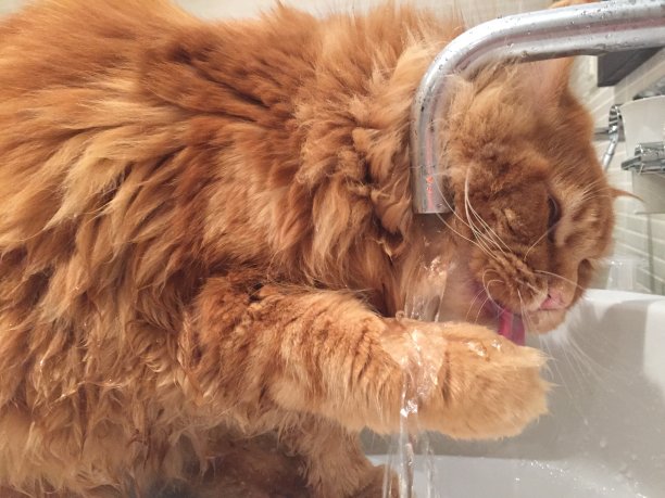 猫从水龙头里喝水图片下载
