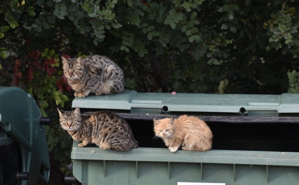 垃圾箱上的三只猫图片下载