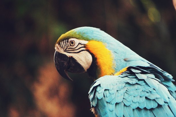 皮罗茨图片下载