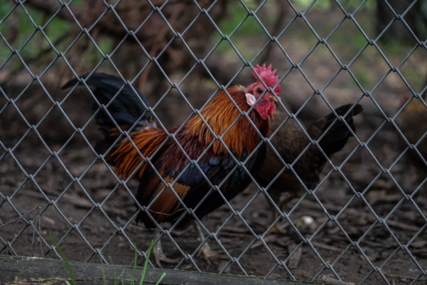 农场篱笆后面有一只公鸡的鸡家庭。农村地区的鸡宠物。库存图片图片下载