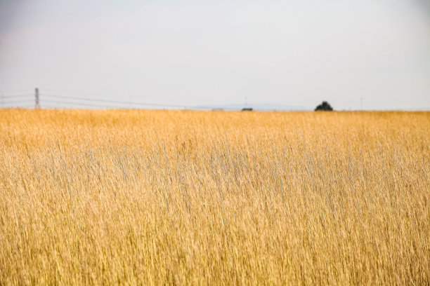 南非高地地区农村地区干燥的棕色野草图片下载