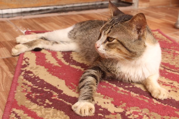 绿色眼睛的肖像搞笑猫。图片下载