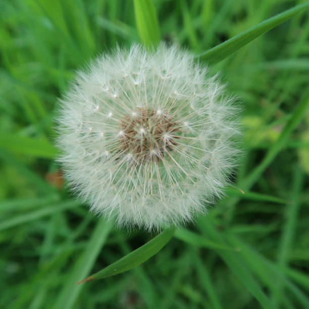 蒲公英种子头近。圆形自然有机抽象图案图片下载