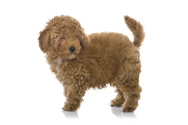 玩具狮子狗杏小在工作室孤立的白色。图片下载