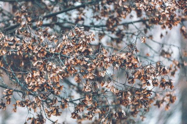 干燥的枫树种子在树枝上图片下载