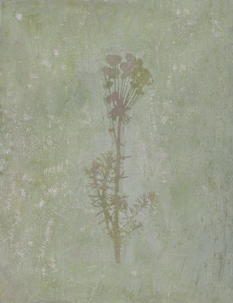 绿色大戟画图片下载