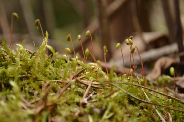 植物微生活图片下载