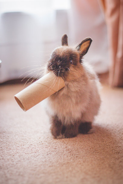 侏儒安哥拉兔在玩卫生纸。图片下载