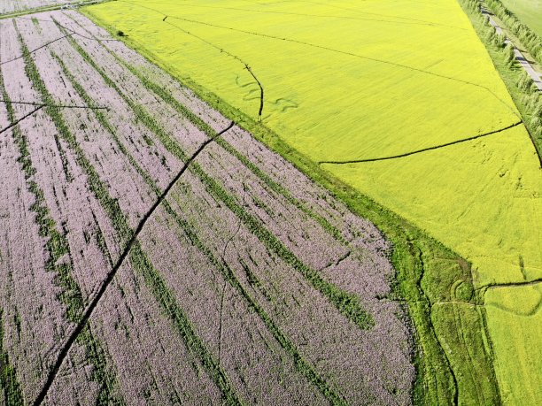 新疆维吾尔自治区昭苏县的花地图片下载