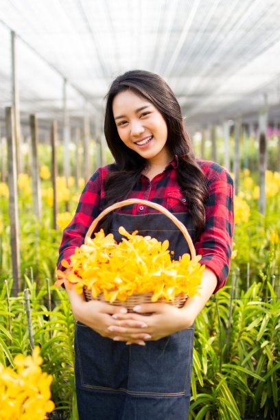 美亚农妇兰花园艺农场的园丁收集兰花。企业主花园农场检查盛开在花园里。图片下载