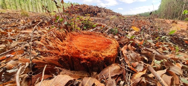 森林砍伐森林图片下载