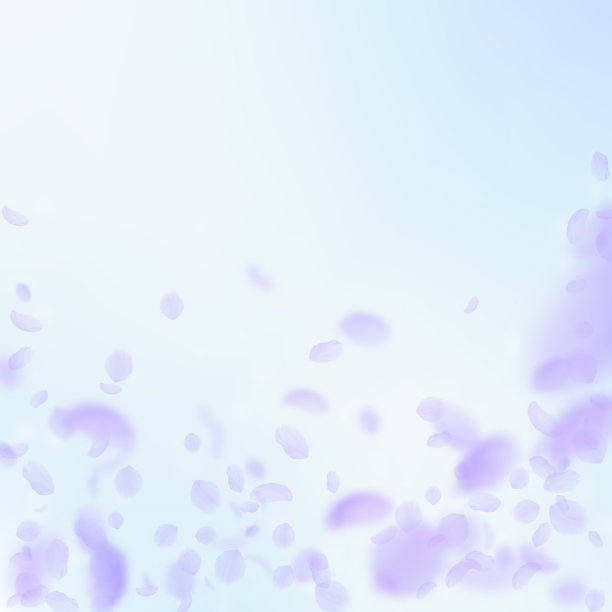 紫罗兰花瓣飘落。优秀的罗马图片下载