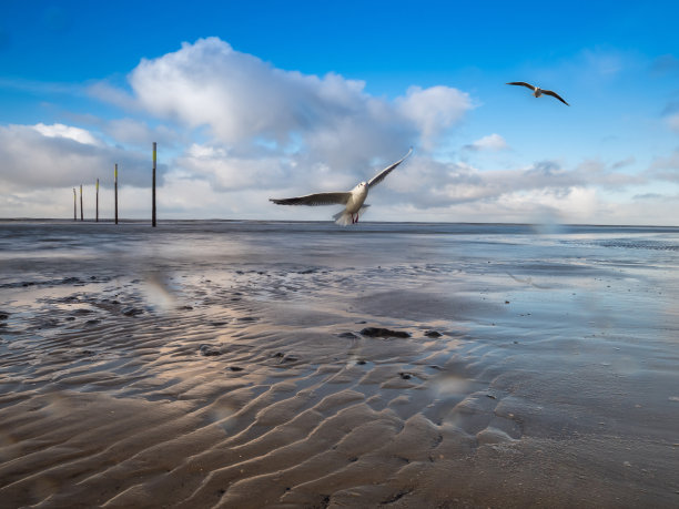 北海的瓦登海和海鸥图片下载