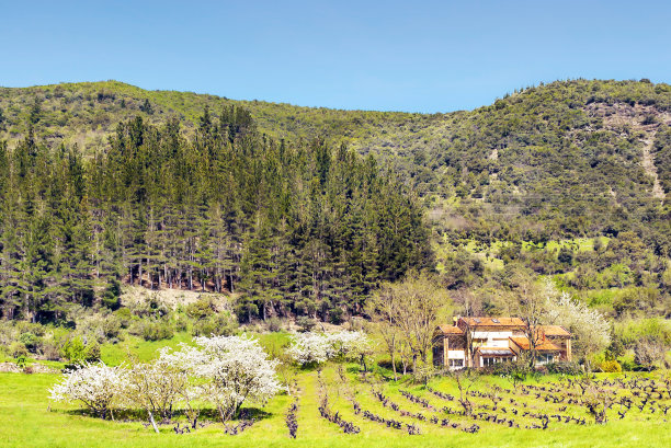 杏仁树图片下载