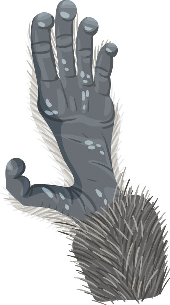 动物爪子孤立在白色背景图片下载