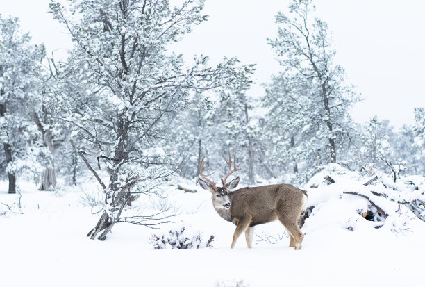 美国亚利桑那州冬天森林里的鹿图片下载
