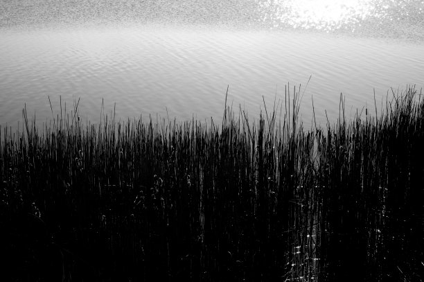 岸边的绿芦苇杆的剪影图片下载