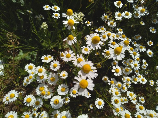 田野里的黄色雏菊图片下载