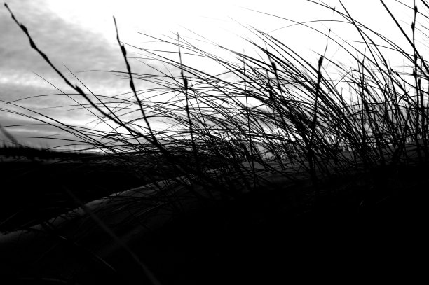 岸边的绿芦苇杆的剪影图片下载