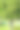 中等大小的无花果树，长着嫩绿的叶子，在公园的草坪上。看到照片中间的树干了。副本的空间。背景。在雨后的傍晚。图片下载
