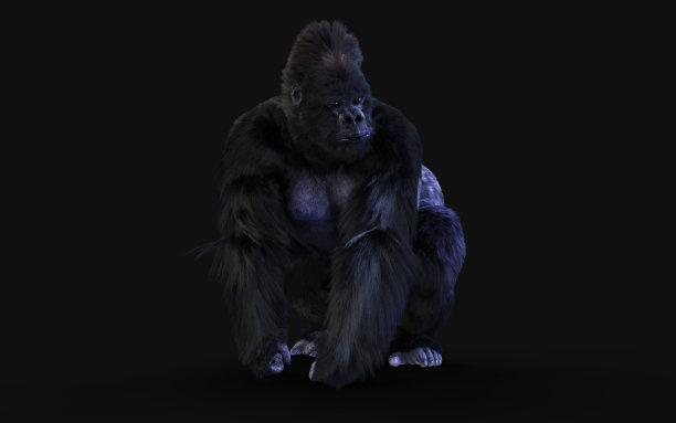 一个银背大猩猩的3d插图在黑暗的背景与剪切路径。图片下载