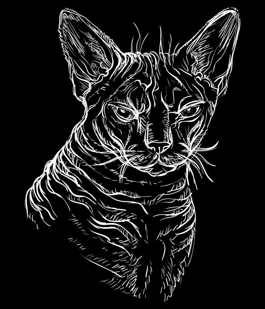 黑猫肖像3图片下载