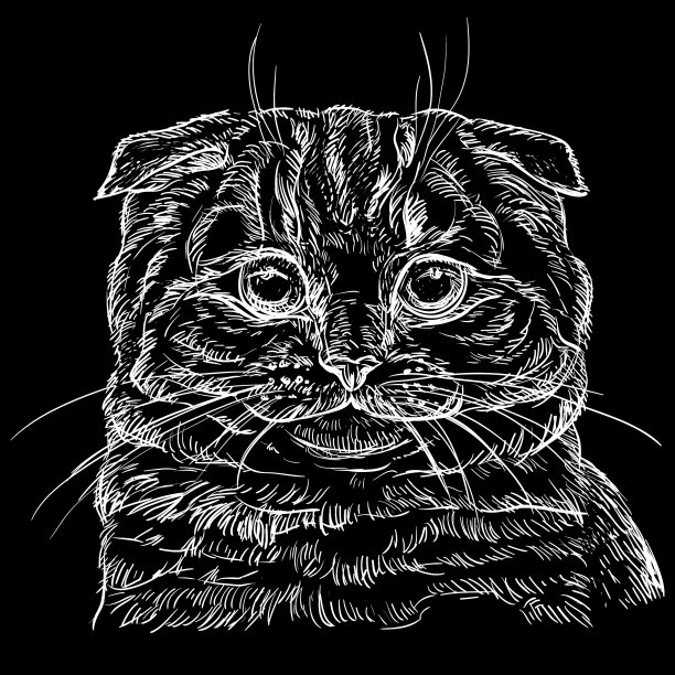 黑猫肖像4图片下载