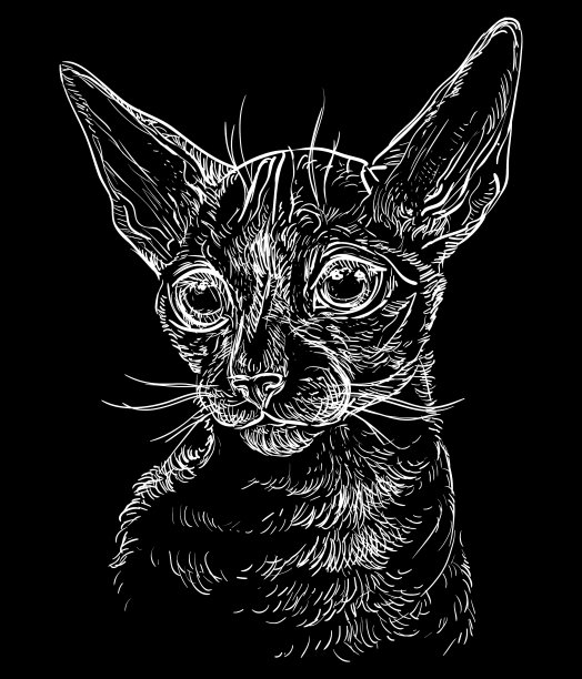 黑猫画像6图片下载