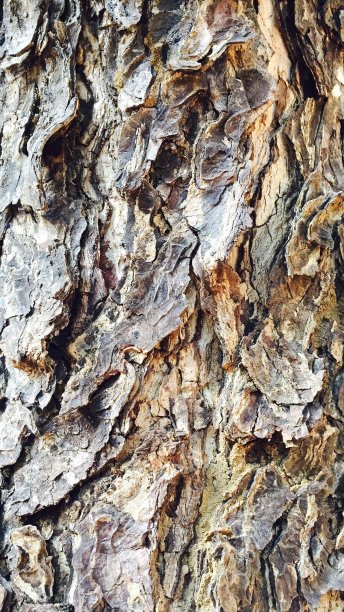 树皮背景图片下载