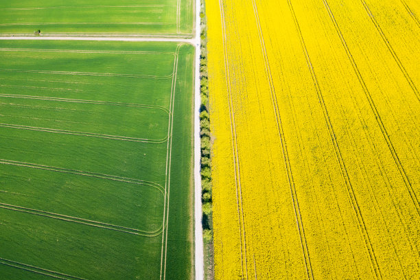 春季油菜田鸟瞰图图片下载