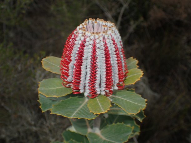 红色拔克西木属图片下载