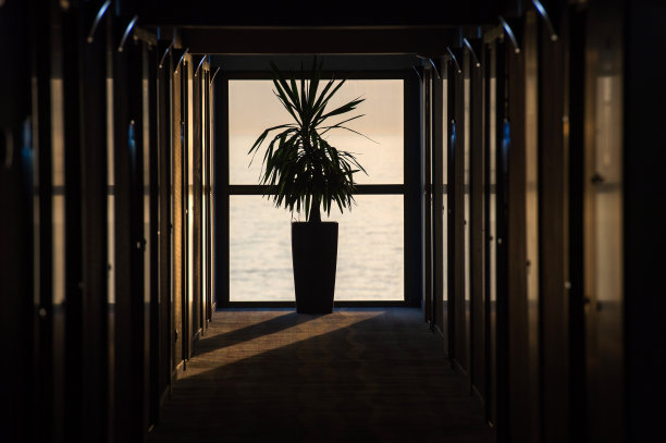 酒店走廊上的棕榈树剪影图片下载