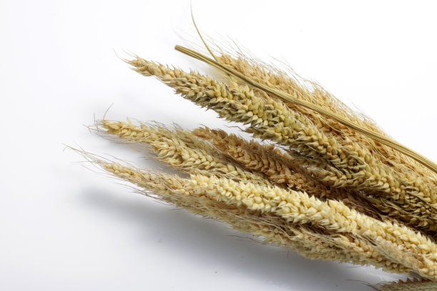 分离的干谷子图片下载